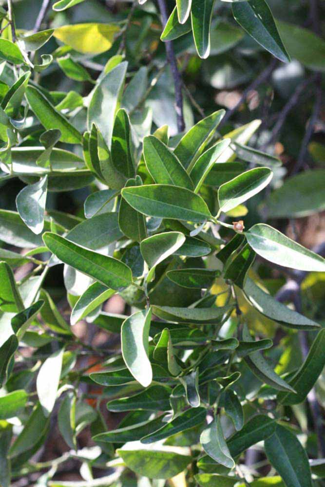              Sun leaves (Riverside, CA)       